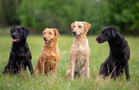 Labrador retrievers are no longer the most popular dog breed